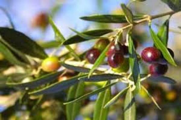 Νέος πρόεδρος στον Αγροτικό Συνεταιρισμό Καλαμάτας