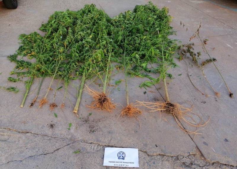 Χασίς 3,5 μέτρων σε γλάστρα 75χρονου στην Καλαμάτα