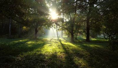 Έρευνα: Η παγκόσμια δασική έκταση ανά κεφαλή έχει μειωθεί πάνω από 60% κατά τα τελευταία 60 χρόνια
