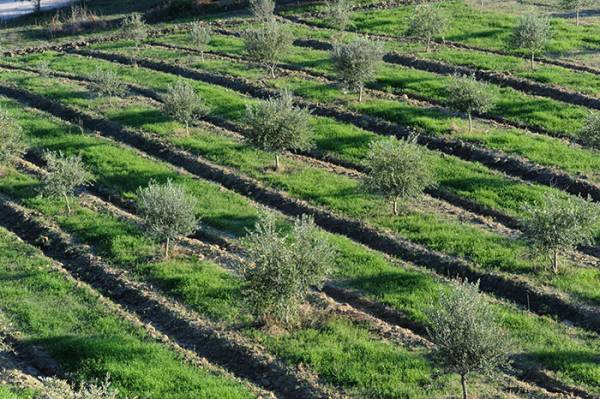 Το γλοιοσπόριο προσβάλλει ελαιώνες της Μεσσηνίας