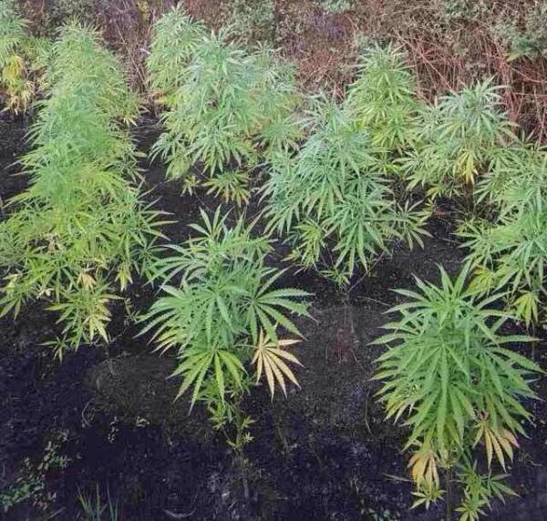 28 χασισόδεντρα βρέθηκαν στον Άγιο Φλωρο - Αναζητούνται οι καλλιεργητές