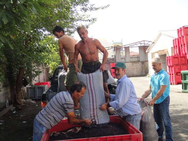 Κοντά στο 1,30 ευρώ η τιμή της σταφίδας
