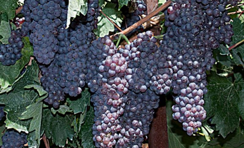 500 εκ. ευρώ για αναδιάρθρωση αμπελώνων και κορινθιακής σταφίδας