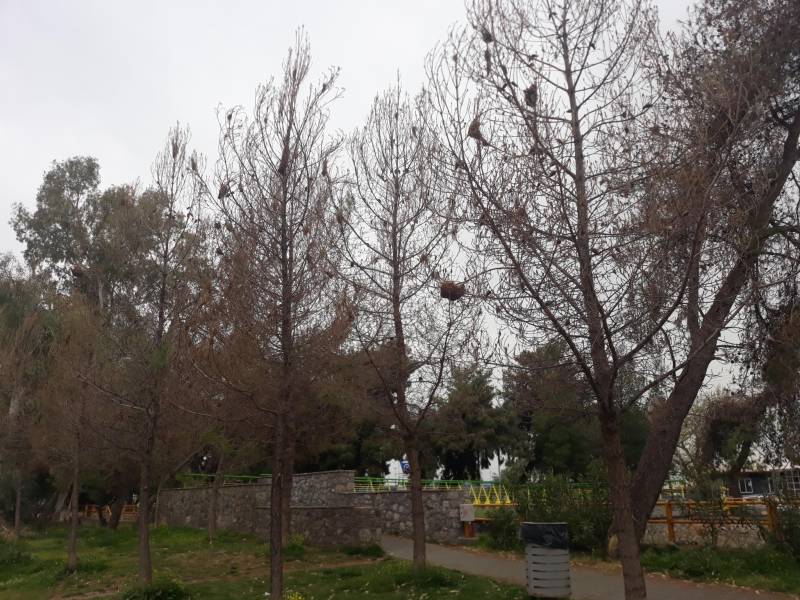 Φαινομενική η ξήρανση των πεύκων στην Καλαμάτα