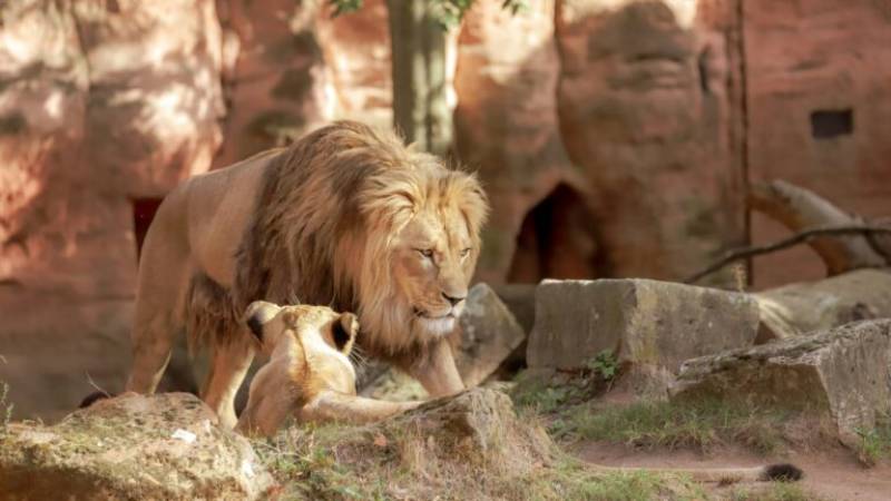 Αντιδράσεις για τον ζωολογικό κήπο στη Δανία που ζητά κατοικίδια για να ταΐσει τα άγρια ζώα που φιλοξενεί