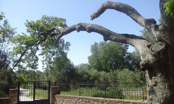 Κίνδυνος από τα κλαδιά