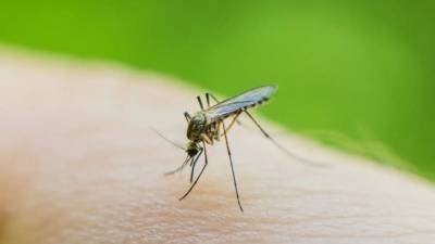 Ιός Δυτικού Νείλου: Δύο νεκροί και 8 κρούσματα την τελευταία εβδομάδα