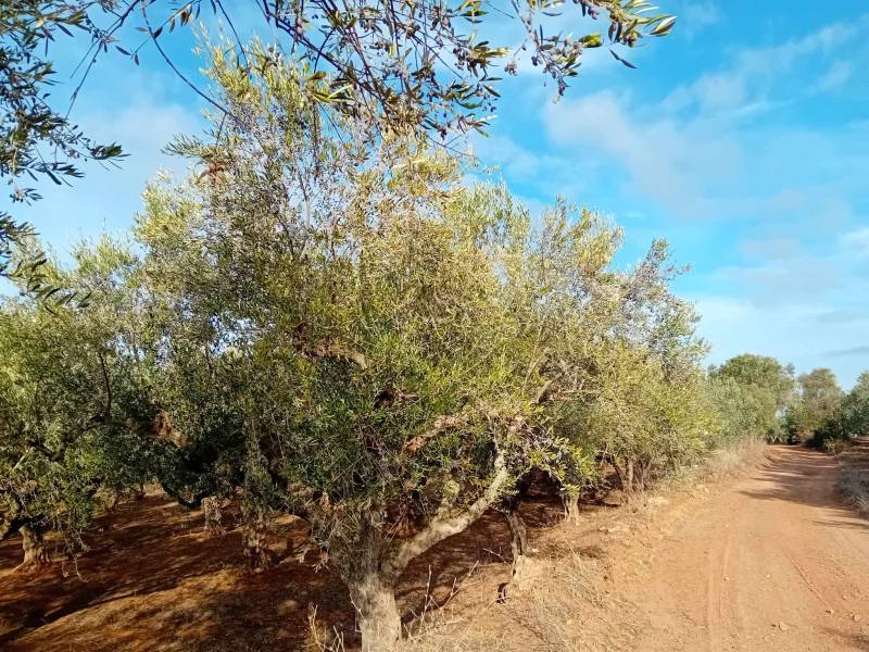 Η νέα διοίκηση του “Ελαιώνα”