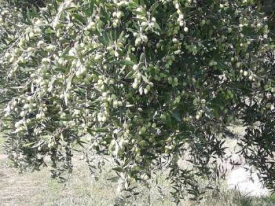 Μεσσηνία: Ολοκληρώθηκαν οι διαγωνισμοί για τη φετινή δακοκτονία