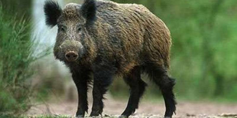 Μεσσηνία: Μάστιγα τα αγριογούρουνα για τους Χριστιάνους