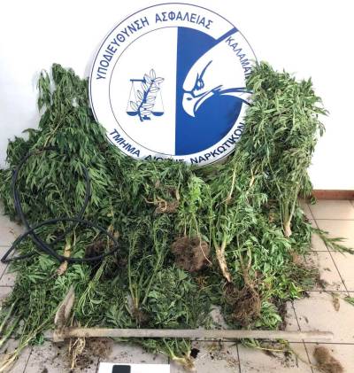 Μεσσηνία: Σύλληψη 54χρονου για φυτεία με 100 χασισόδεντρα (φωτογραφίες)