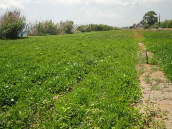 1,10 ευρώ η τιμή για το φιστίκι