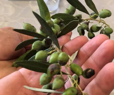 Επιστολή Νίκα σε Αραχωβίτη για τις ζημιές από τον δάκο