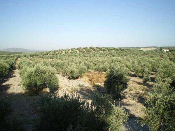 Καθυστερεί η δακοκτονία με κίνδυνο για την παραγωγή