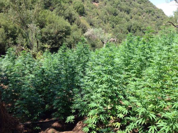 Χασισοδάσος με 2.103 δενδρύλλια εντοπίστηκε στη Λακωνία (φωτογραφίες)