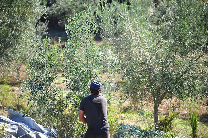 Μεσσηνία: Το πρόγραμμα δακοκτονίας για την Τρίτη 25 Αυγούστου