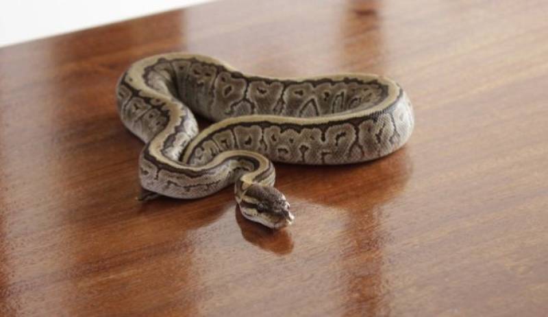 Αγία Παρασκευή: Βρήκαν πύθωνα στο σαλόνι τους! (βίντεο)