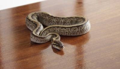 Αγία Παρασκευή: Βρήκαν πύθωνα στο σαλόνι τους! (βίντεο)