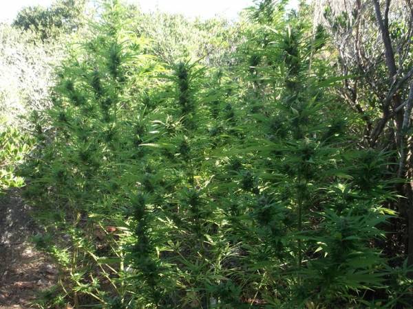 1.142 χασισόδεντρα ύψους έως 4,5 μέτρα στους Γαργαλιάνους (φωτογραφίες)