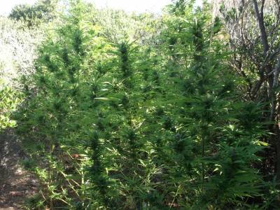 1.142 χασισόδεντρα ύψους έως 4,5 μέτρα στους Γαργαλιάνους (φωτογραφίες)