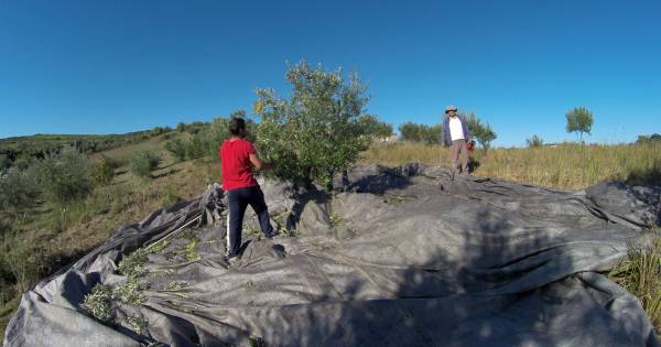 Λιομάζωμα στη Μεσσηνία και τον Φεβρουάριο λόγω έλλειψης εργατικών χεριών