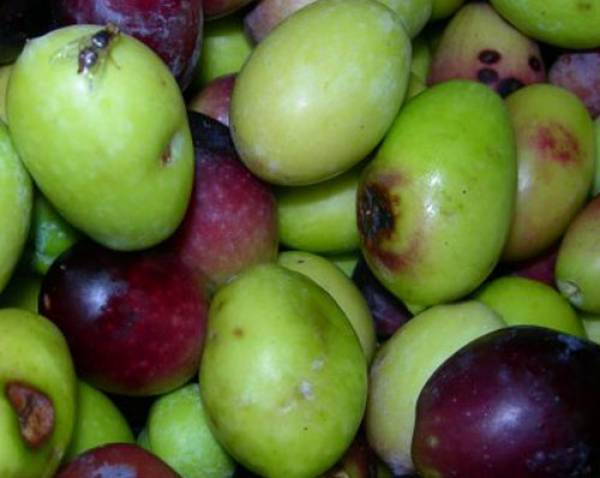 Ερώτηση Κουκούτση για το δάκο και το γλοιοσπόριο