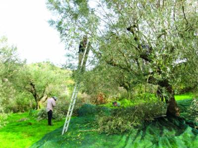 Μεσσηνία: Ενημέρωση για πρόωρη συγκομιδή ελαιοκάρπου