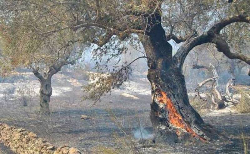 Εργα 783.640,15 ευρώ σε πυρόπληκτες περιοχές της Μεσσηνίας