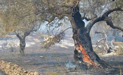 Εργα 783.640,15 ευρώ σε πυρόπληκτες περιοχές της Μεσσηνίας
