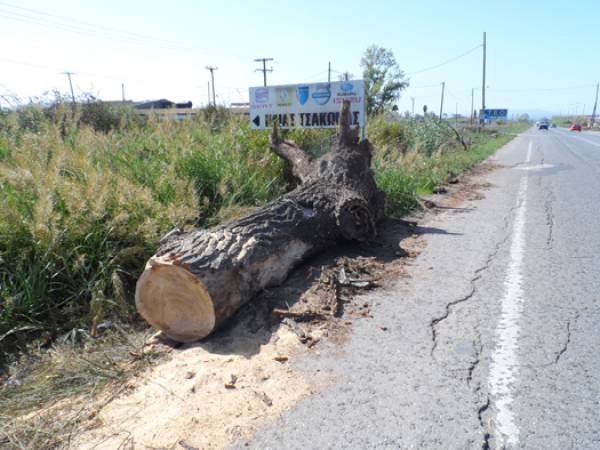 Ξεριζώθηκε δέντρο