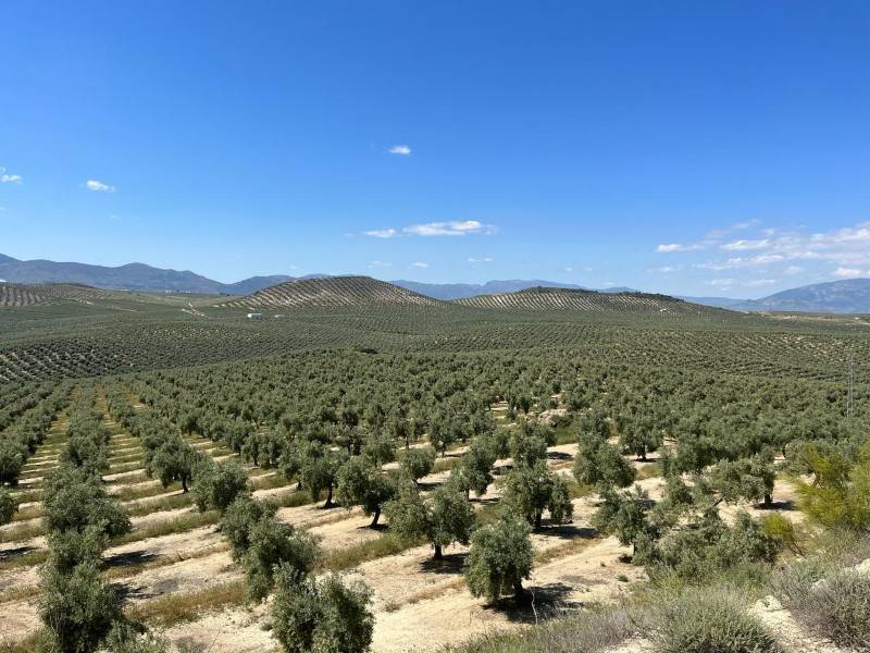 Η &quot;Ε&quot; στην παγκόσμια πρωτεύουσα ελαιολάδου Χαέν - Οι Ισπανοί εκτοξεύουν την ελαιοπαραγωγή