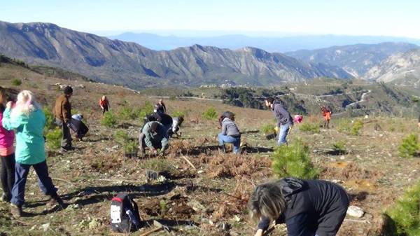 Αναδάσωση στο δάσος Ταϋγέτου