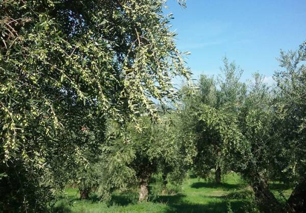 Είχε κορονοϊό και μάζευε ελιές!