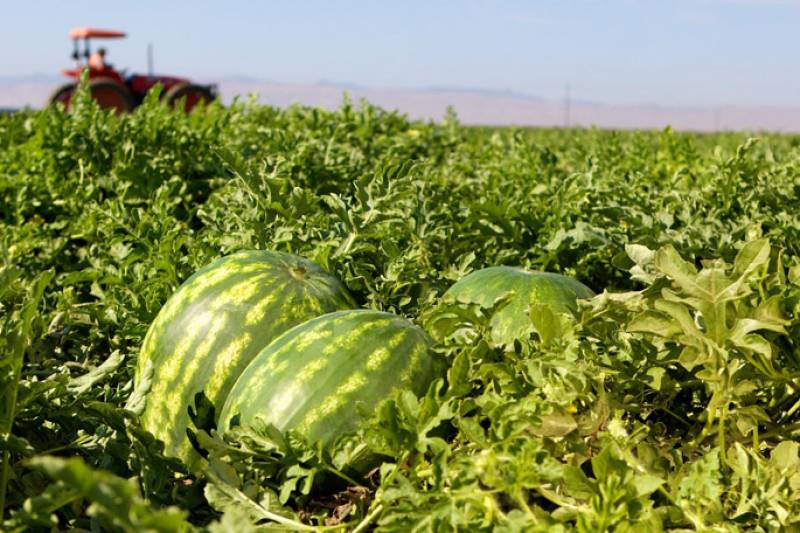 Ενισχύσεις για σύκα, καρπούζι και θερμοκηπιακά Τριφυλίας