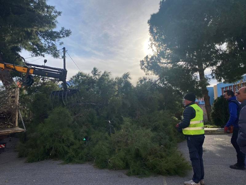 Μικροπροβλήματα από πτώσεις δέντρων στον Δήμο Καλαμάτας