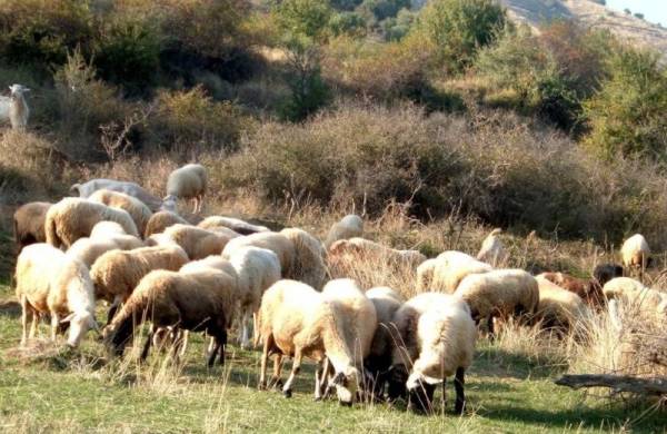 Συγκέντρωση διαμαρτυρίας κτηνοτρόφων αύριο στην Αθήνα