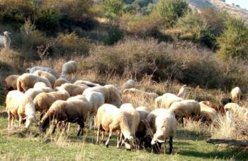 Συγκέντρωση διαμαρτυρίας κτηνοτρόφων αύριο στην Αθήνα