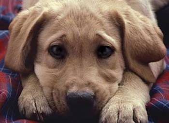 Εντονη διαμαρτυρία φιλόζωων για τις φόλες στο Δήμο Μονεμβασιάς