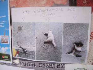 Εξοντώνουν τις γάτες σε περιοχή της Παραλίας, καταγγέλλει Βρετανίδα κάτοικος