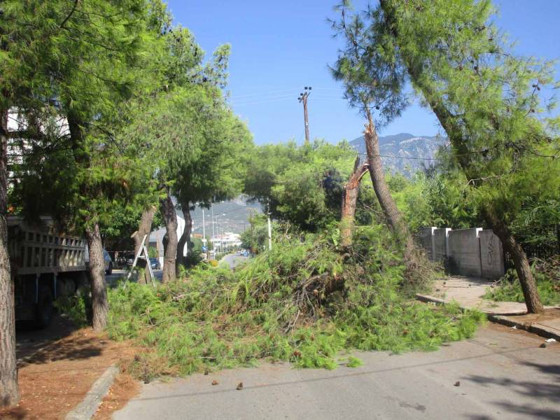 Καλαμάτα: Έσπασε πεύκο και έκλεισε την Βασ. Γεωργίου (βίντεο)