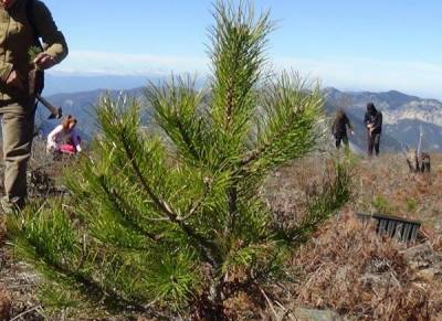 250.000 νέα πεύκα στον Ταΰγετο