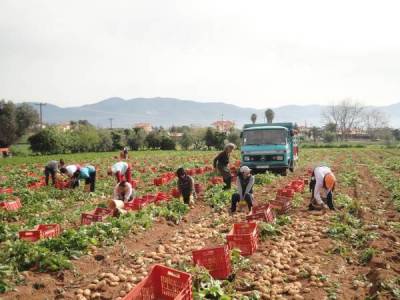 Θετικές προοπτικές για τις πατάτες 