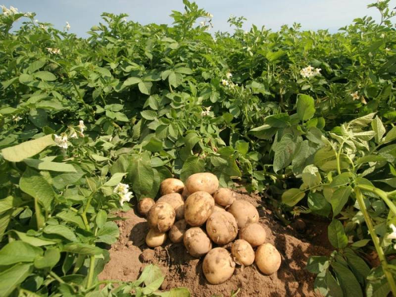 Έμπρακτη στήριξη πατατοπαραγωγών ζητεί ο Μάκαρης