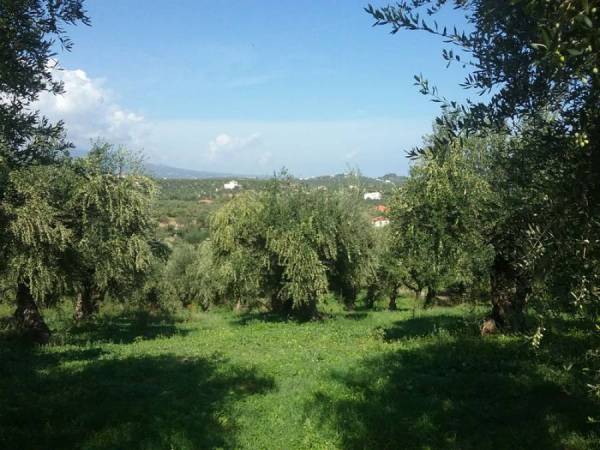 Στον αέρα το γεωργικό εισόδημα της Μεσσηνίας: «Τρώνε» τους αγρότες δάκος και δασικά