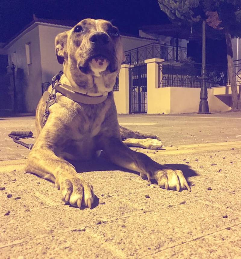 Θερίζουν οι φόλες στην Τριφυλία