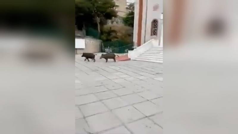 Τα αγριογούρουνα έφτασαν στο κέντρο της Θεσσαλονίκης (βίντεο)