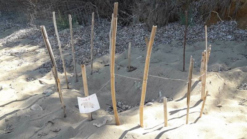 Λιγότεροι φέτος οι εθελοντές για την Προστασία της Θαλάσσιας Χελώνας