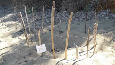 Λιγότεροι φέτος οι εθελοντές για την Προστασία της Θαλάσσιας Χελώνας