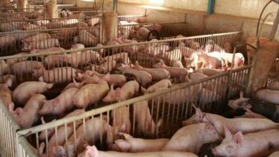 Πανευρωπαϊκή εκστρατεία για την καταπολέμηση της Αφρικανικής Πανώλης των Χοίρων