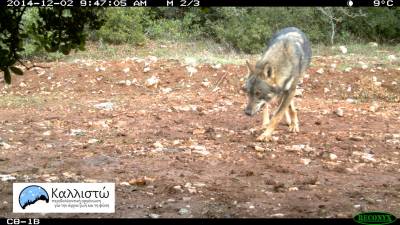 Λύκοι σε Διόνυσο - Νέα Ερυθραία: Οδηγίες από την οργάνωση «Καλλιστώ» - Όσα πρέπει να γνωρίζετε